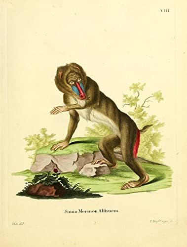 Мандрил Примат Мајмун гроздобер диви животни училници канцеларија декор Зоологија Античка илустрација Постер за печатење на ликовни уметности - 12х16 “ - Засилен ма